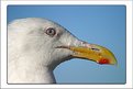 Picture Title - Glaucous-Winged Gull