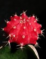 Picture Title - Red cactus