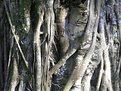 Picture Title - Banyan