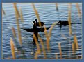 Picture Title - duck on water