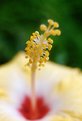 Picture Title - Hibiscus in Close-up