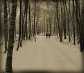 Picture Title - Winter - into the wood