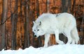 Picture Title - Artic Wolf