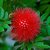 Red Flowering Plant, (Lehua)