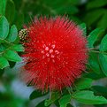 Picture Title - Red Flowering Plant, (Lehua)