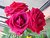 roses in my garden