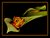 Another Tulip