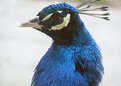 Picture Title - Blue peacock