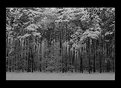 Picture Title - white trees