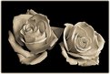 Picture Title - roses