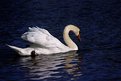 Picture Title - Swimming Swan