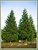 A Stand of Young California Redwoods