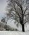 Winter scene photo : Plaines D'Abraham in Quebec city (Abraham plains) showing natural phenomena of fog depositing ice on tree.