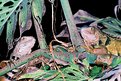 Picture Title - Climbing above (Iguana)