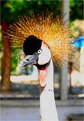 Picture Title - Crowned Crane