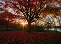 Picture Title - Sun Setting on Maple Trees