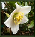 Picture Title - Helleborus niger