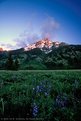 Picture Title - Lupine Meadow, Grand Teton NP