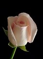 Picture Title - rose