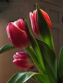 Picture Title - Tulips on the table