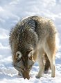 Picture Title - Coyote