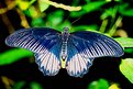 Picture Title - Butterfly