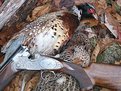 Picture Title - The Pheasant Shoot 3