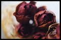 Picture Title - dead roses