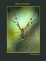 Picture Title - Genus Arachnid