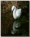 Picture Title - Snowy Egret