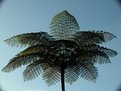 Picture Title - tropical tree