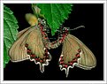 Picture Title - Mating Butterflies
