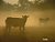 Cows in the Mist