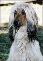 Picture Title - One more portrait of my Afghanhound