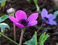 Picture Title - Anemones