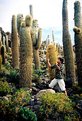 Picture Title - giant cactus