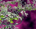 Picture Title - Spring is Coming!