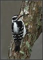 Picture Title - Hairy Woodpecker