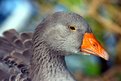 Picture Title - Photogenic Goose