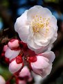 Picture Title - Blossom