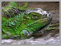 Picture Title - Bathing Reptile