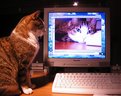 Picture Title - THE  CAT