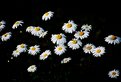 Picture Title - daisy