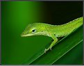 Picture Title - Green Anole