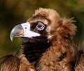 Picture Title - Brown Vulture