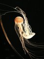 Picture Title - Dance of two Jelly Fish