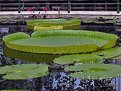 Picture Title - Victoria water lily