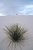 white sands 6