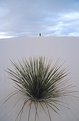 Picture Title - white sands 6
