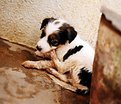 Picture Title - Lost Puppy